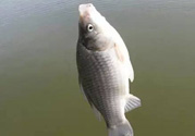 秋天釣鯽魚(yú)用什么餌料？秋天釣鯽魚(yú)用什么味餌？