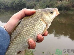 十月份釣鯽魚(yú)用什么餌？十月份釣鯽魚(yú)用什么餌料好？