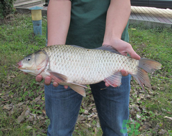 十月份釣鯽魚(yú)用什么餌？十月份釣鯽魚(yú)用什么餌料好？
