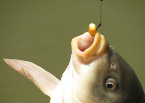 秋天釣魚用什么小藥？秋天釣魚小藥搭配