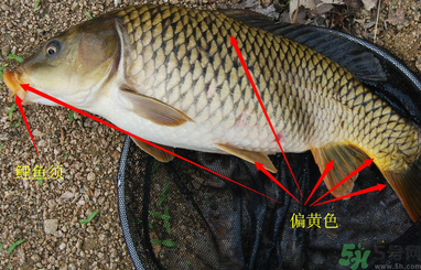 秋天釣鯉魚用什么小藥？秋天黑坑釣鯉魚用什么小藥？
