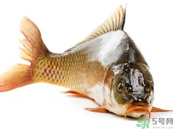 秋天釣鯉魚用什么小藥？秋天黑坑釣鯉魚用什么小藥？