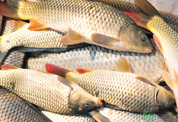 秋天釣鯉魚用什么小藥？秋天黑坑釣鯉魚用什么小藥？