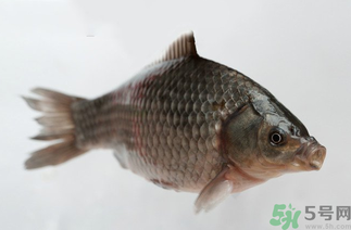 秋天黑坑釣鯽魚用什么餌料？秋天黑坑釣鯽魚餌料配方