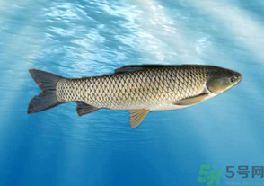 十月份草魚好釣嗎？十月份怎么釣草魚？