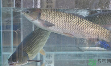 十月份草魚好釣嗎？十月份怎么釣草魚？