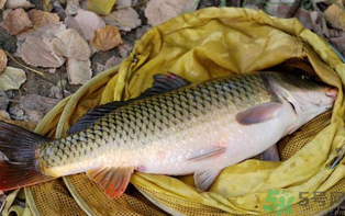 十月份可以釣鯉魚嗎？十月份釣鯉魚用什么餌？