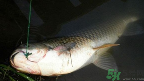 十月份可以釣鯉魚嗎？十月份釣鯉魚用什么餌？