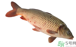 十月份可以釣鯉魚嗎？十月份釣鯉魚用什么餌？