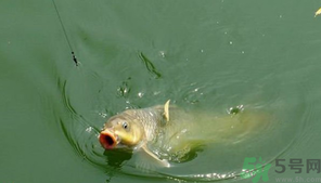 十月份怎么釣鯽魚？十月份怎么釣鯉魚？