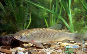 秋天釣草魚用什么餌？秋季釣草魚用什么餌最好？ 