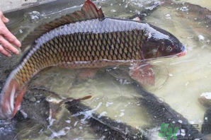 用玉米粒怎么釣鯉魚(yú)？玉米粒怎么泡制釣魚(yú)餌料？
