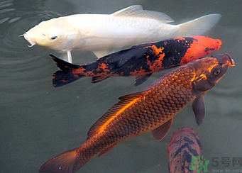 用玉米粒怎么釣鯉魚(yú)？玉米粒怎么泡制釣魚(yú)餌料？