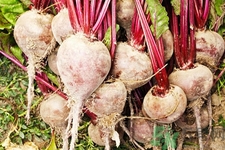 女性吃甜菜能排毒嗎？甜菜怎么吃最好？