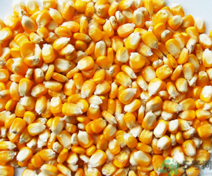 玉米用什么泡釣魚好？玉米怎么泡好釣魚？