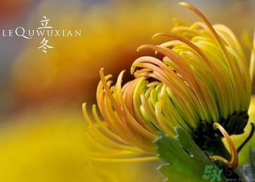 立冬可以栽樹嗎？立冬栽樹樹會死嗎？