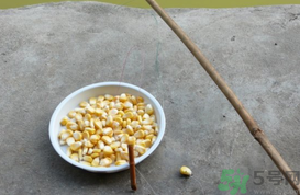 玉米粒怎么釣魚？怎么用玉米粒釣魚？
