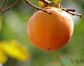 黃柿子和紅柿子有什么區(qū)別？紅柿子和黃柿子哪個(gè)好？