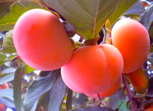 黃柿子和紅柿子有什么區(qū)別？紅柿子和黃柿子哪個(gè)好？