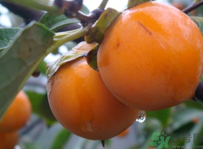 黃柿子怎么吃好吃？黃柿子怎么吃？