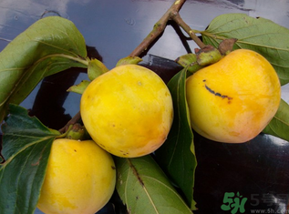 黃柿子怎么吃好吃？黃柿子怎么吃？