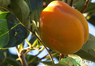 黃柿子怎么吃好吃？黃柿子怎么吃？