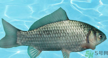 釣的魚(yú)在家怎么養(yǎng)活？釣的魚(yú)怎么保持不死？