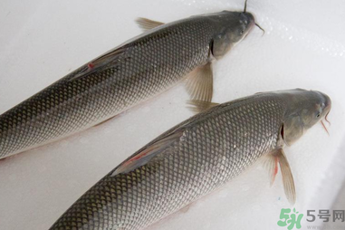 釣的魚(yú)在家怎么養(yǎng)活？釣的魚(yú)怎么保持不死？