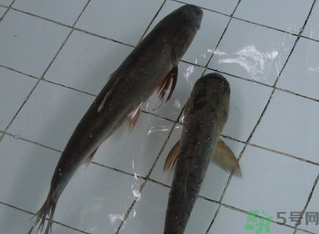 釣的魚(yú)在家怎么養(yǎng)活？釣的魚(yú)怎么保持不死？