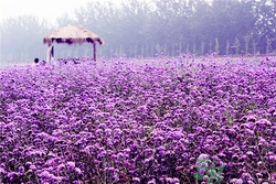 薰衣草有助于睡眠嗎?薰衣草的功效與作用