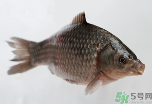 釣的魚死了還能吃嗎？釣的魚死了怎么處理？