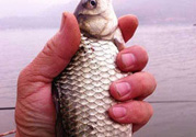 十月份釣鯽魚用什么餌？十月份釣鯽魚用什么餌料好？