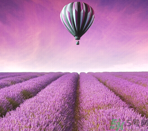 十月份還有薰衣草嗎？薰衣草什么時(shí)候開花？