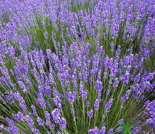 十月份還有薰衣草嗎？薰衣草什么時(shí)候開花？