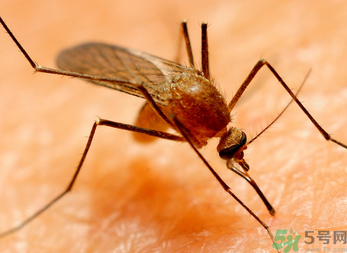 十月份還有蚊子嗎？10月份還有蚊子嗎？