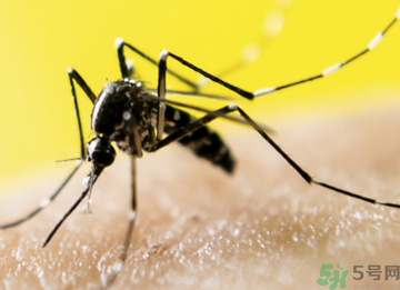 十月份還有蚊子嗎？10月份還有蚊子嗎？