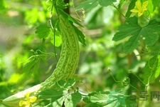 喝苦瓜能減肥嗎？喝苦瓜茶減肥效果怎么樣？