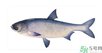 十月份能釣鰱魚嗎？鰱魚幾月份好釣？