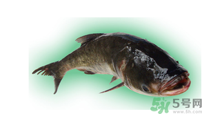 十月份能釣鰱魚嗎？鰱魚幾月份好釣？