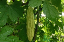 苦瓜吃多了會(huì)怎么樣？苦瓜吃多了會(huì)中毒嗎？