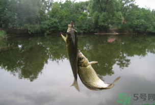 秋天釣魚什么風向最好？秋天什么風向好釣魚？