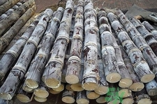 甘蔗吃不完怎么保存？削皮的甘蔗怎么保存？