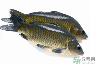 活鯉魚怎么保存？鯉魚怎么養(yǎng)才不容易死？
