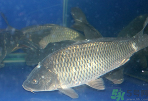 活鯉魚怎么保存？鯉魚怎么養(yǎng)才不容易死？