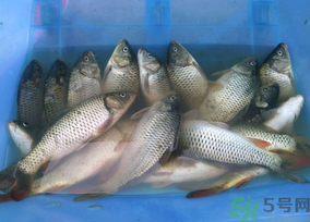 活鯉魚怎么保存？鯉魚怎么養(yǎng)才不容易死？