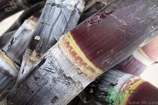 血糖高的人能吃甘蔗嗎？血糖偏高可以吃甘蔗嗎？