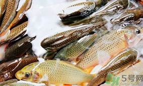 鯉魚死了怎樣保鮮？鯉魚死后怎么保存？