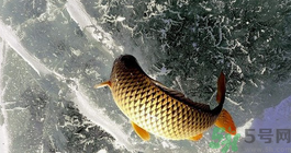 鯉魚死了怎樣保鮮？鯉魚死后怎么保存？