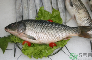 鯉魚死了怎樣保鮮？鯉魚死后怎么保存？