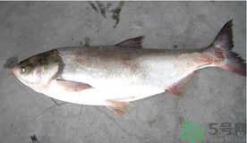 秋天釣鰱魚用什么餌料？秋天釣鰱魚用什么味餌？